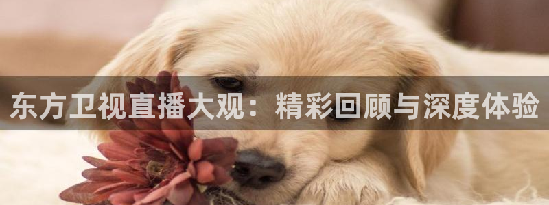 24直播体育网：东方卫视直播大观：精彩回顾与深度体验