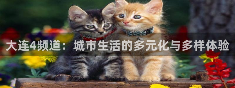 24直播体育直播nba直播：大连4频道：城市生活的多元化与多样体验