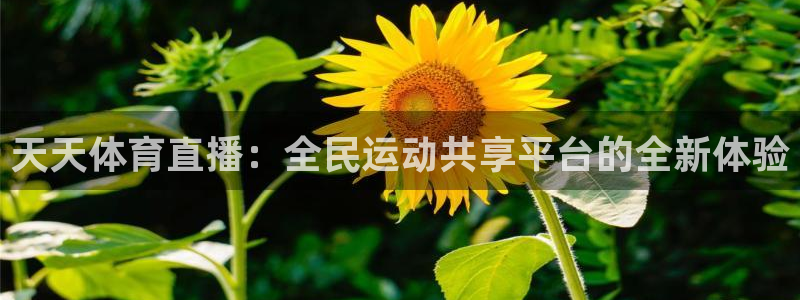 24直播网nba直播：天天体育直播：全民运动共享平台的全新体验